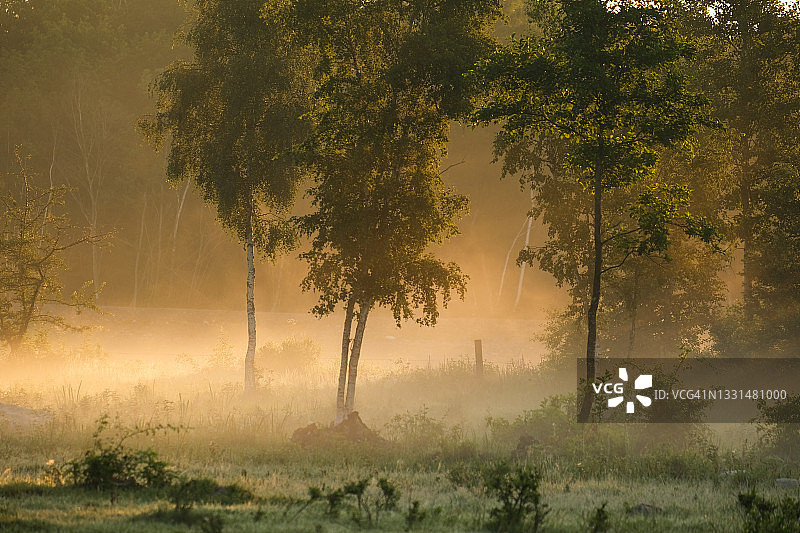 清晨的阳光照在绿树成荫的牧场上，一个雾蒙蒙的夏日黎明图片素材