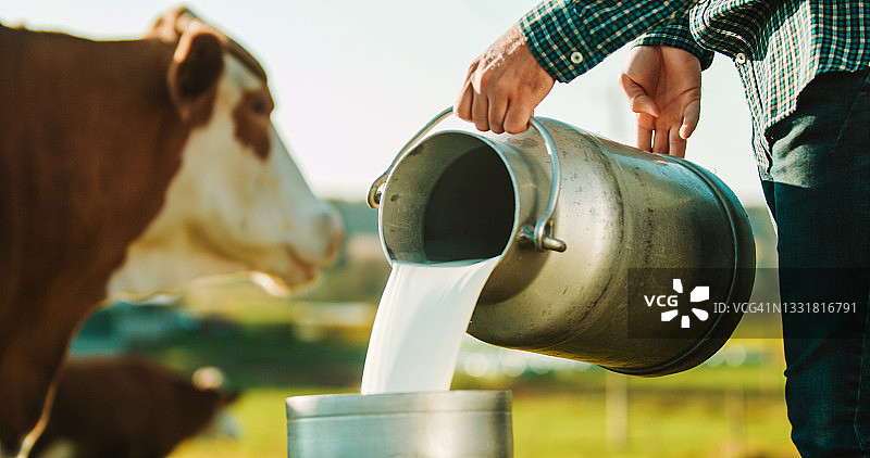 在奶牛场，一位男农夫正在往牛奶罐里倒牛奶图片素材