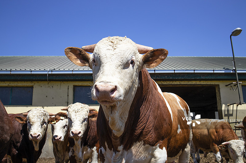 有机农场用于肉类生产的强壮强壮的公牛群。图片素材
