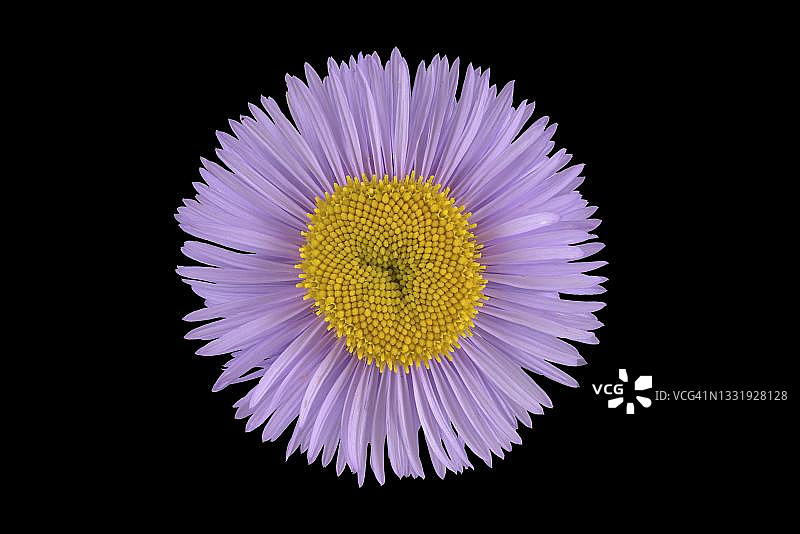 华丽专业杂草(Erigeron speciosus)白杨专业杂草，德国花卉图片素材