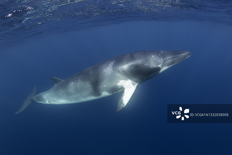 澳大利亚昆士兰州大堡礁，小须鲸在水面附近游动。图片素材