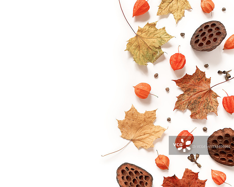干燥的枫叶，酸浆豆荚，种子，荷花豆荚在白色的背景上。秋，秋，感恩节概念。平的。前视图。副本的空间。图片素材