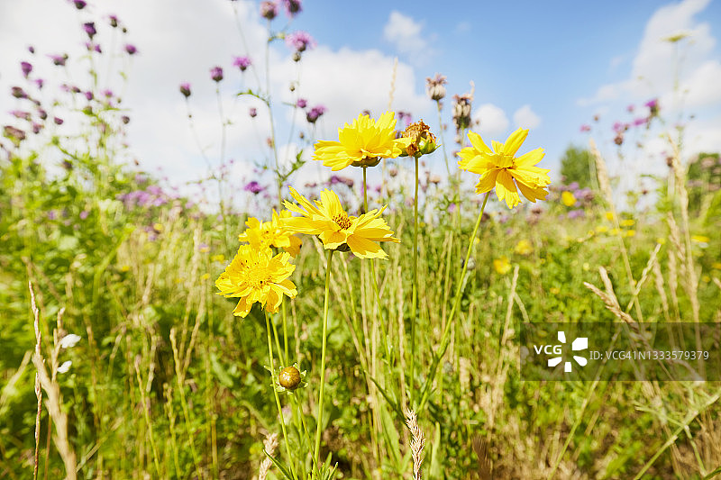 特写黄色的野花在天空的草地上，田园风光图片素材