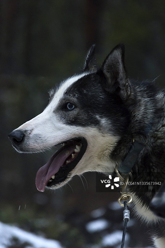 黑白西伯利亚哈士奇犬的特写图片素材