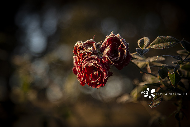 红玫瑰花上的早霜在晨光中给人一种轻盈的感觉。模糊的背景使这个图像完美的复制或背景。图片素材