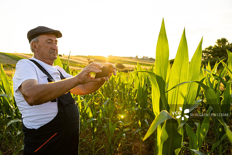 老男人在玉米地里用手机图片素材