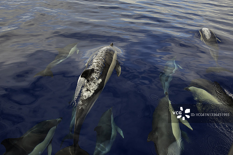 一群普通的海豚，大西洋，亚速尔群岛，葡萄牙。图片素材