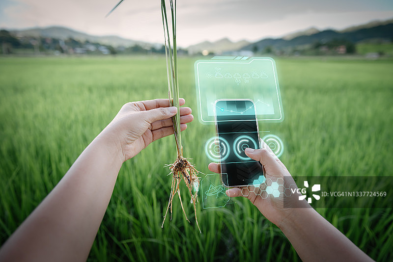 女性农场工人使用智能手机与虚拟现实人工智能(AI)分析水稻农业领域的植物病害。科技创新农业与智能手机和智能农业理念。图片素材