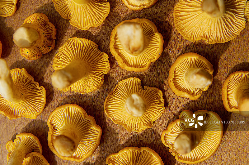 鲜黄色美味的素食鸡油菌木制背景图片素材