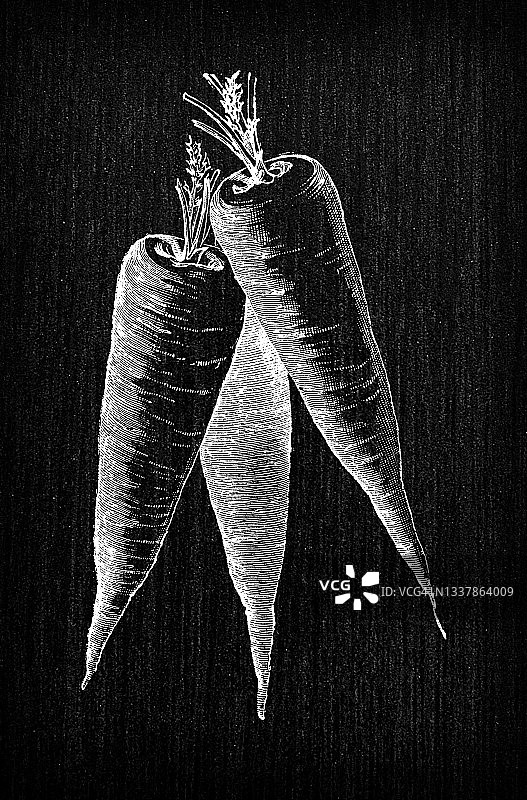 植物学蔬菜植物古董雕刻插图:圣瓦莱里胡萝卜图片素材