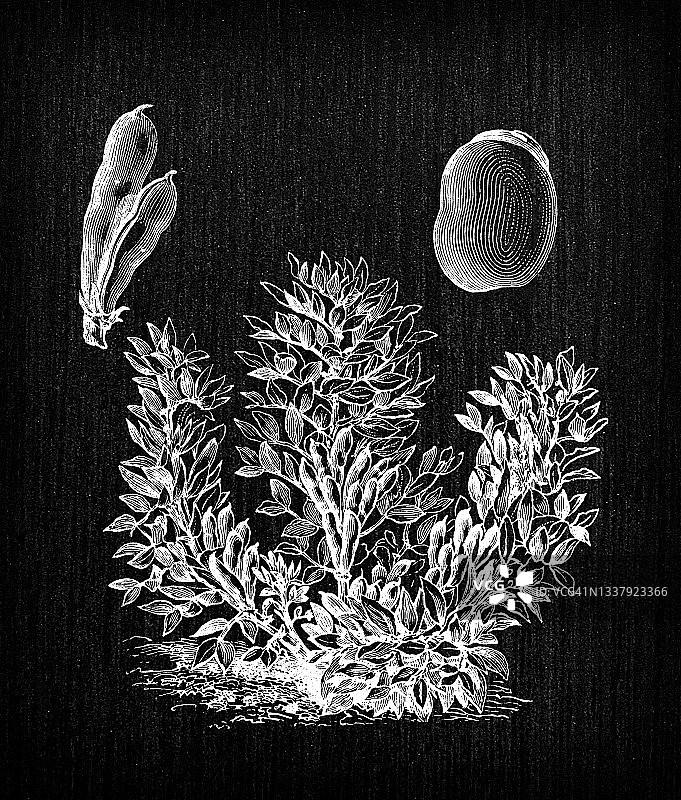 植物学蔬菜植物仿古雕刻插图:小蚕豆图片素材