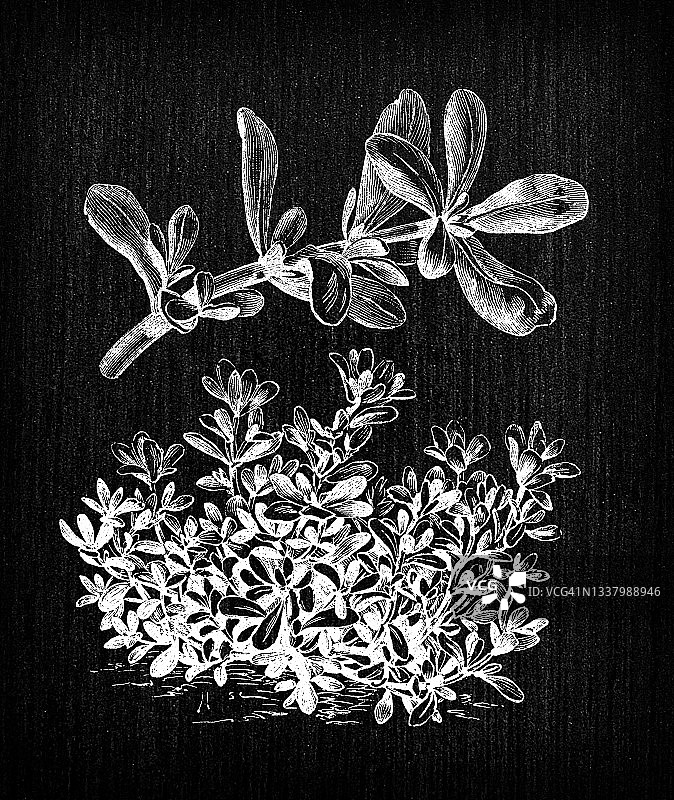 植物学蔬菜植物仿古雕刻插画:马齿苋(普通马齿苋、verdolaga、小猪草、红根)图片素材