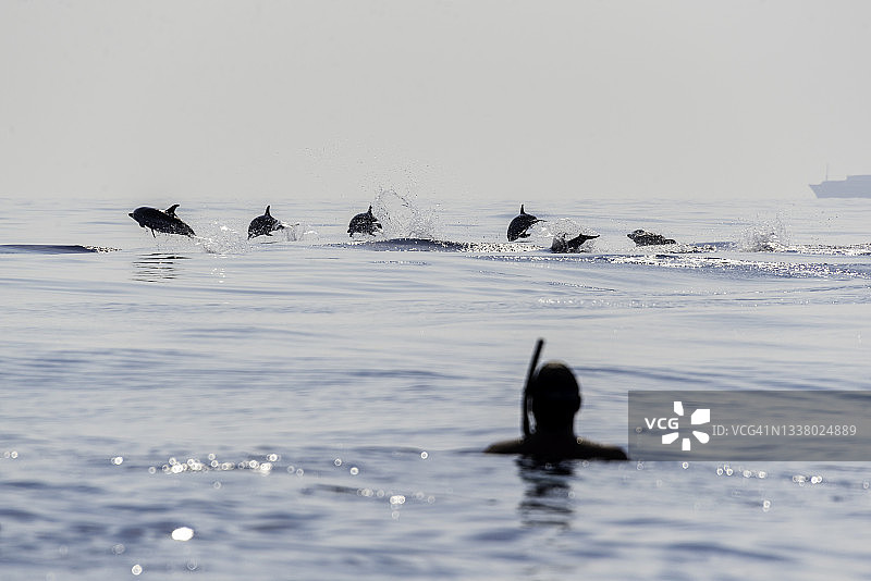 意大利，利古里亚海，在潜水员的注视下，条纹海豚正在破壳而出。图片素材