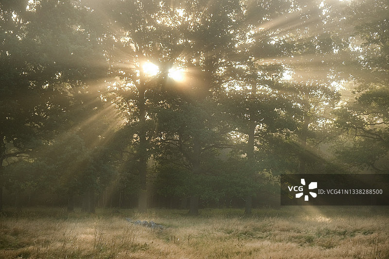 夏天，阳光透过树木和晨雾图片素材