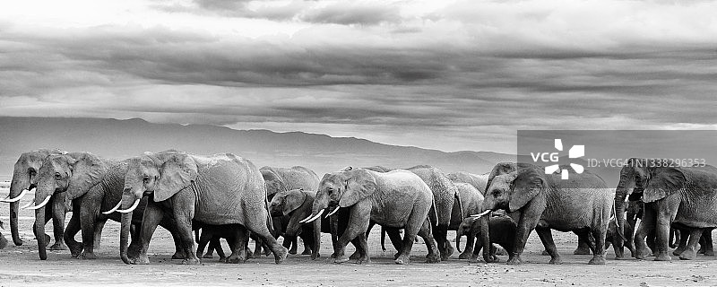 在肯尼亚安博塞利的干湖上，大象家族的美丽风景，黑白照片图片素材