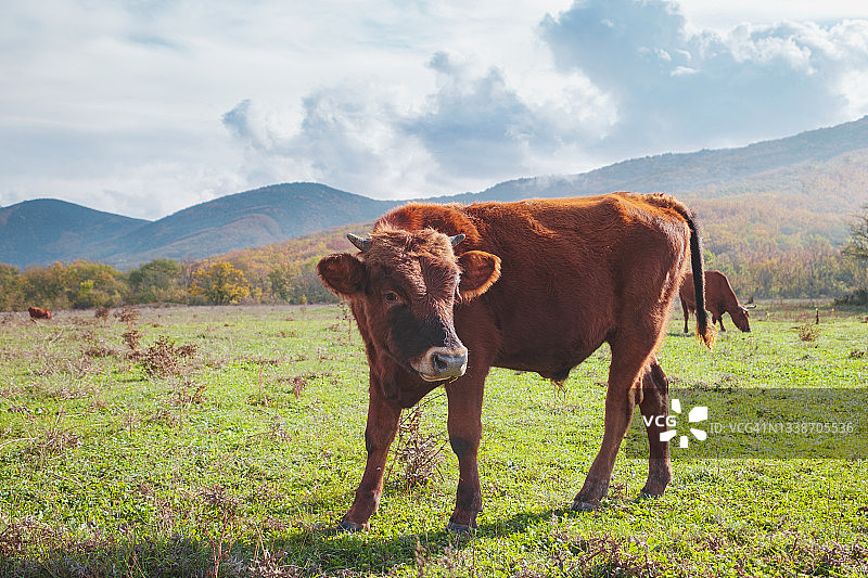 一群奶牛在夏天的绿色田野上图片素材