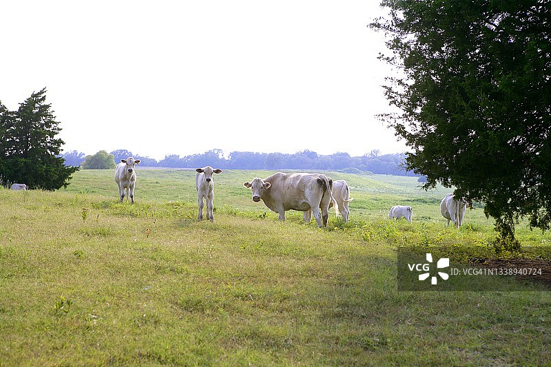美国草地上的牛群图片素材
