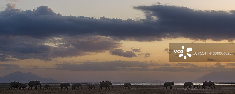 肯尼亚安博塞利，大象在日落天空下行进的惊人全景图片素材