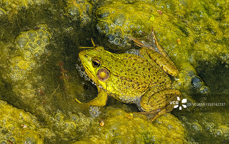 自然栖息地常见的绿蛙图片素材