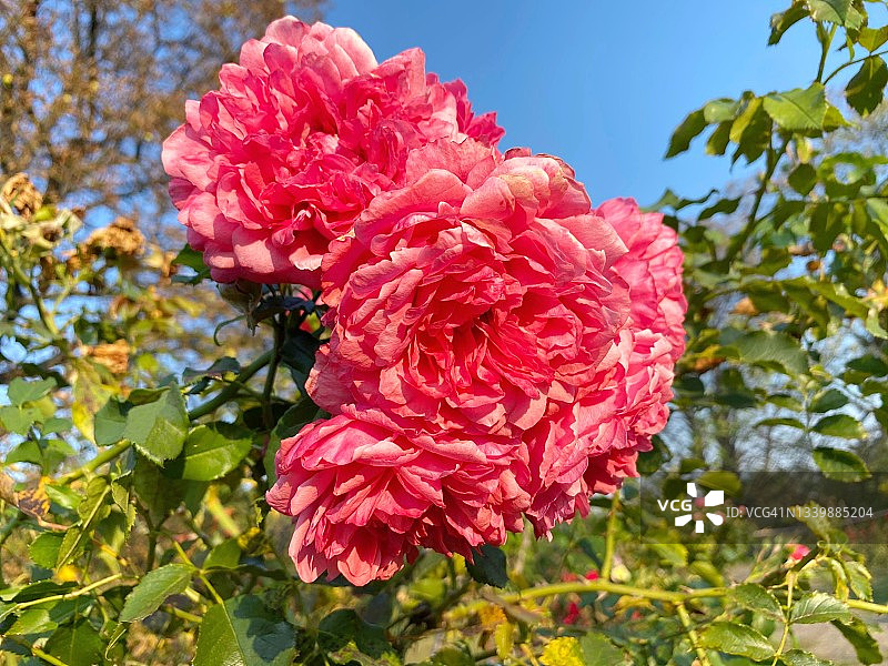 秋天公园里壮丽的玫瑰花丛。花园里粉红色繁茂的玫瑰。图片素材