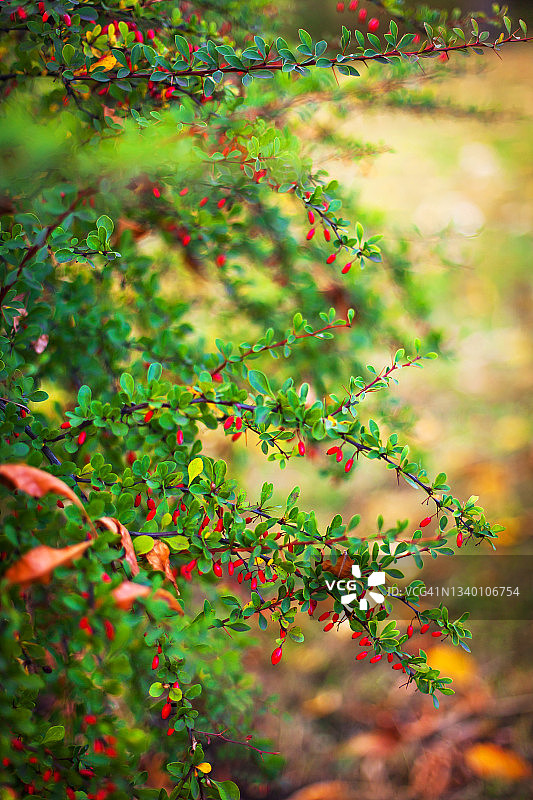 在秋天的枝条，树叶和红色浆果图片素材