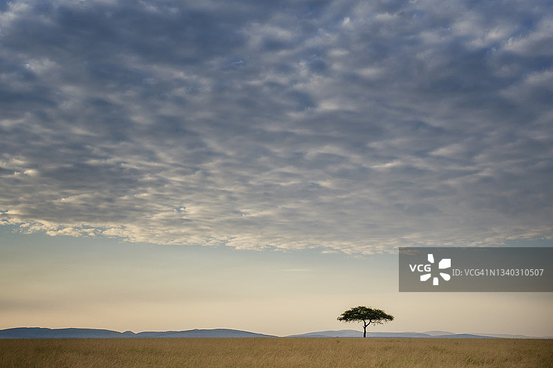 在肯尼亚马赛马拉，单棵金合欢树在多云的天空下美丽的孤独图片素材