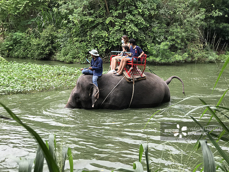 泰国春武里芭堤雅大象村的大象徒步旅行。图片素材