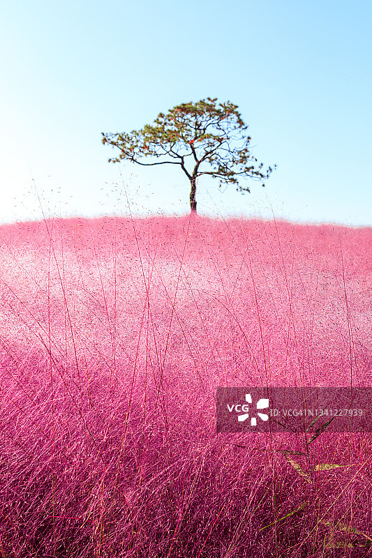 粉红木利草和松树图片素材