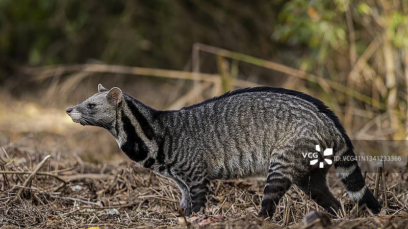 大型印度灵猫(Viverra zibetha)身体是黑白相间的，生活在热带森林里，白天摄影图片素材