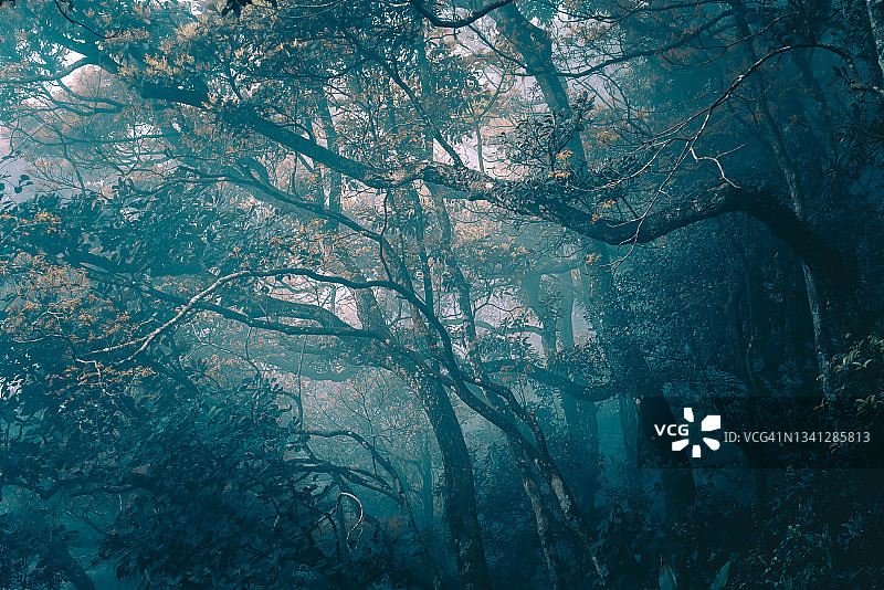 迷雾中的神秘森林，蓝雾中的树枝剪影图片素材