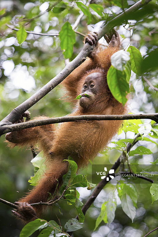 小苏门答腊猩猩(Pongo abelii)挂在树枝上图片素材