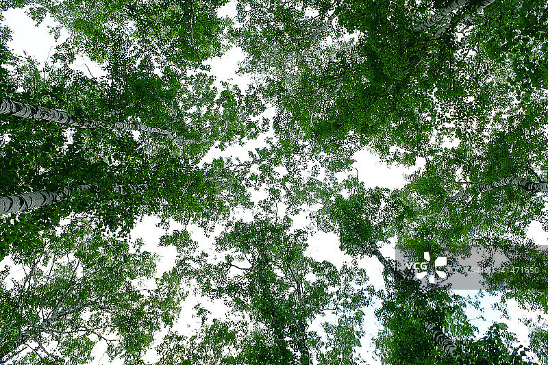 树枝和树叶在夏天或春天美丽的阳光下，以蓝色的天空为背景。绿色桦树森林。图片素材