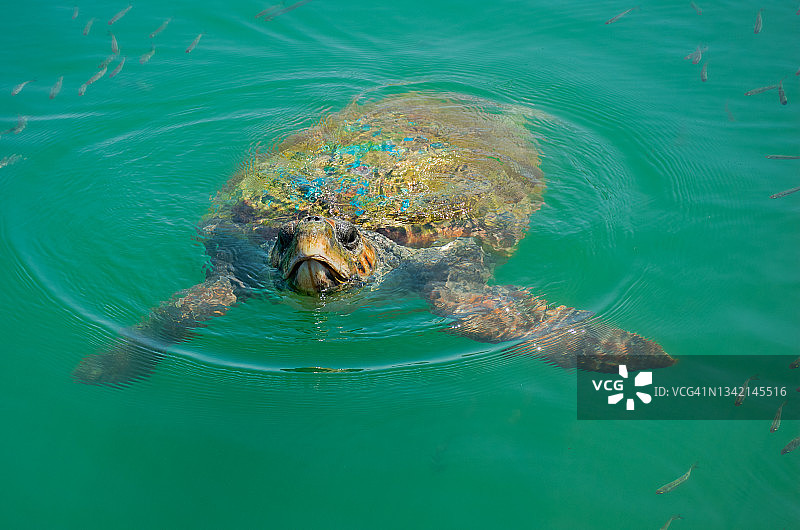 龟科海龟在海面上呼吸时的特写镜头。图片素材