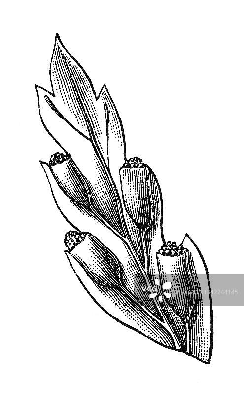 古老的雕刻插图是一种蕨类植物图片素材
