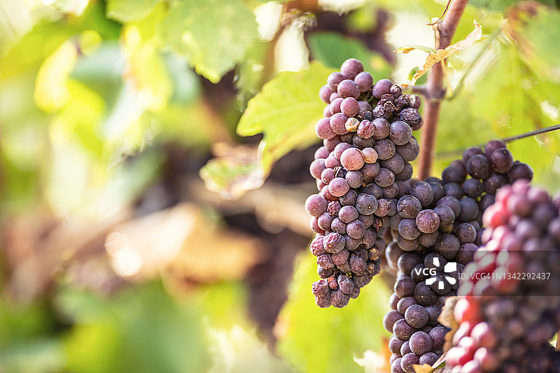 葡萄园里一串串成熟的葡萄。图片素材