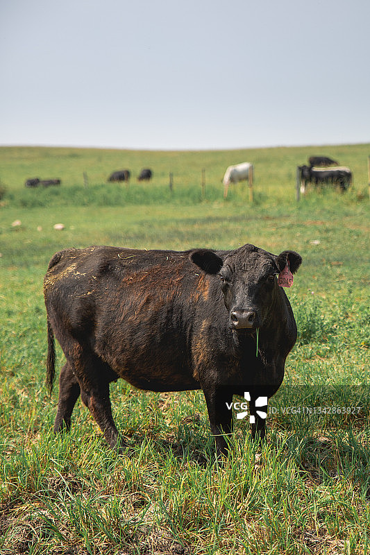 在阿尔伯塔省乡间的田野里的棕色母牛图片素材