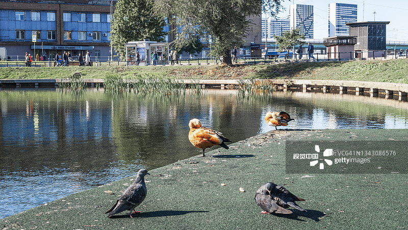 两只红润的鸽子在弗拉基米尔斯基池塘边掠过鸭子图片素材