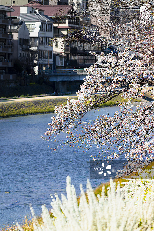 哭泣的樱花盛开在加茂河，京都市图片素材