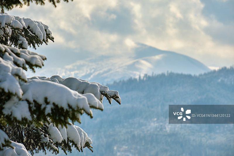 在寒冷明亮的日子里，冬天的山林里，松枝上覆盖着刚落下的雪。图片素材