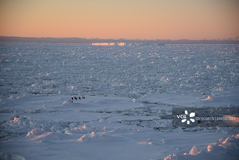 一群Adélie企鹅(Pygoscelis adeliae)在日落时坐在浮冰上，南极洲，南大洋。图片素材