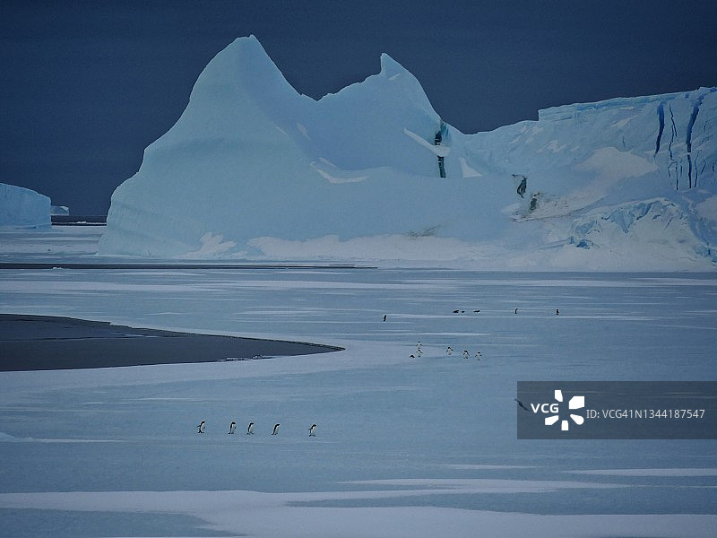 成群的Adélie企鹅(Pygoscelis adeliae)在南极，南大洋的海冰边缘。图片素材
