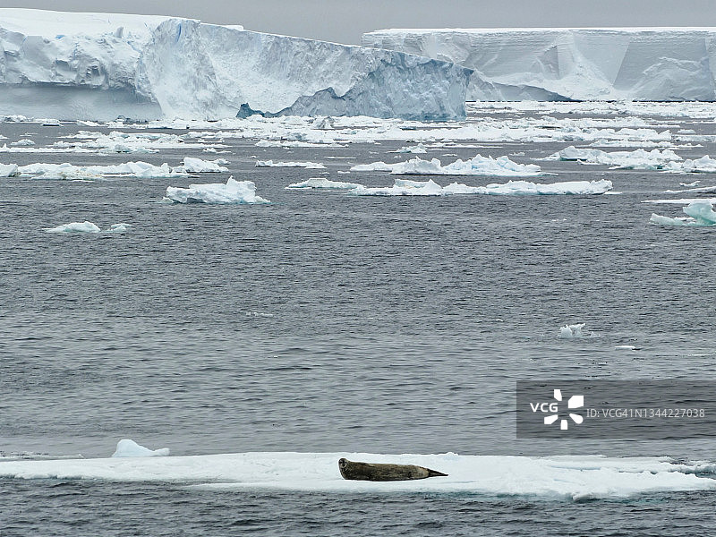 一只食蟹海豹(食蟹海豹)躺在一块小浮冰上，远处是巨大的平板状冰山。图片素材