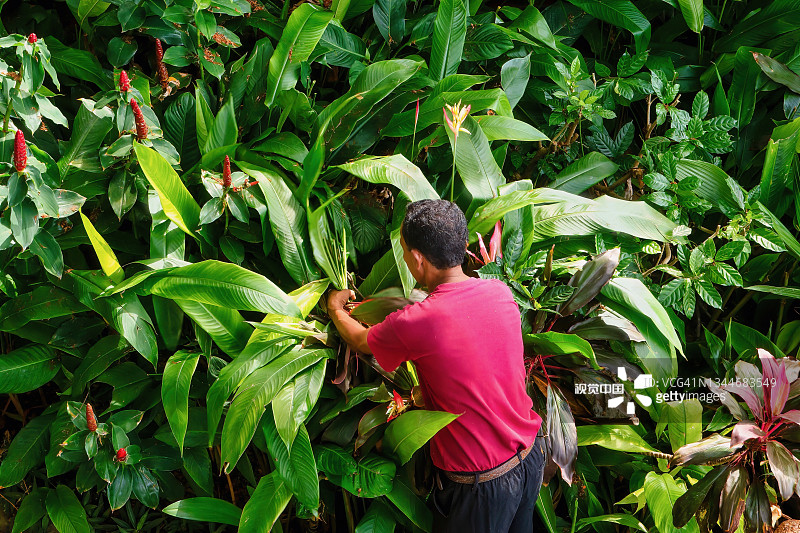 菲律宾热带花园的男性园丁的高角度视图。图片素材