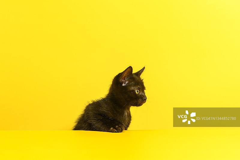 一只黑猫躲在黄色背景上图片素材