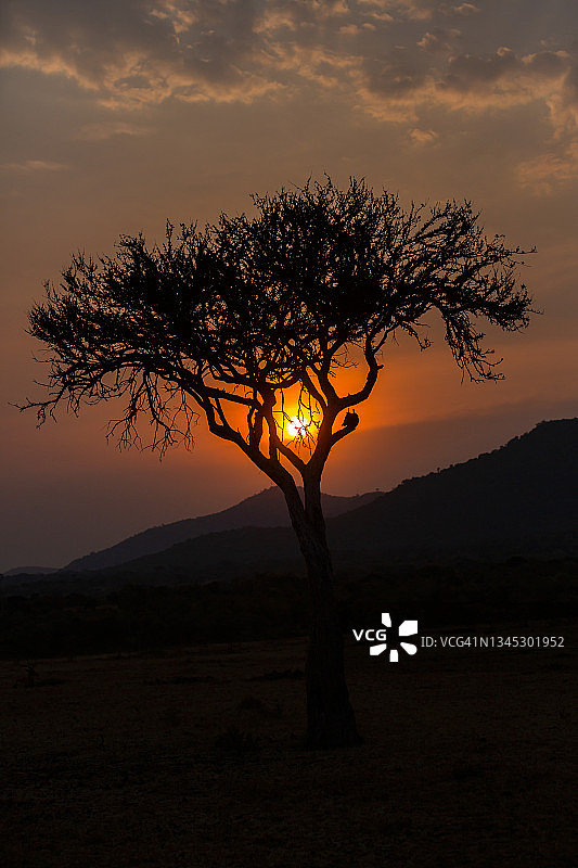 马塞马拉的日落与金合欢树(野生动物灯)图片素材