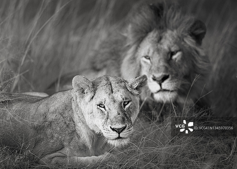 肯尼亚马赛马拉，交配后的雌狮与背景中的雄狮的美丽画像图片素材