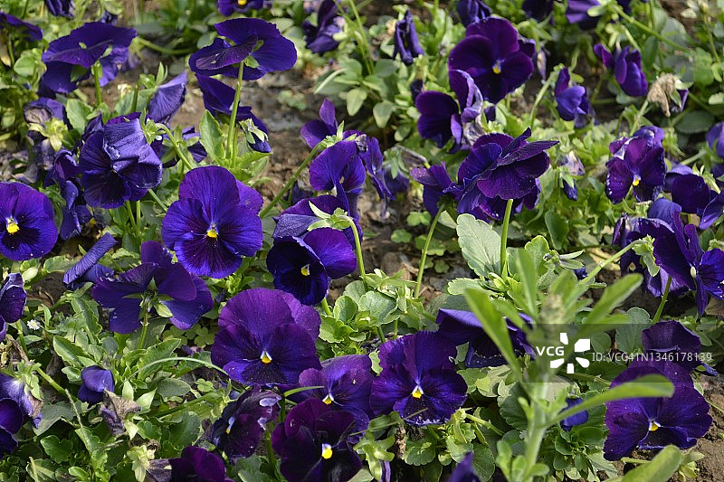 深蓝色精致的三色堇花朵盛开。中提琴。堇菜科的家庭。图片素材