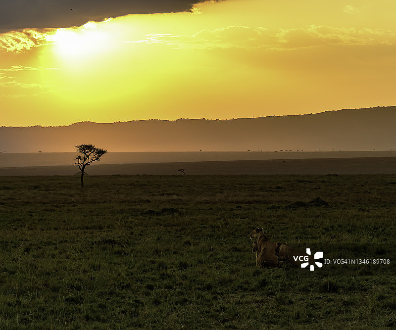 日落时分，非洲荒野中的母狮和她的幼崽图片素材