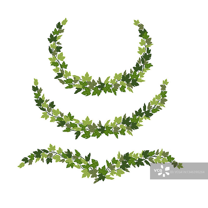 常春藤花环，绿色藤蔓装饰设计元素孤立在白色背景上。矢量插图在平面卡通风格图片素材