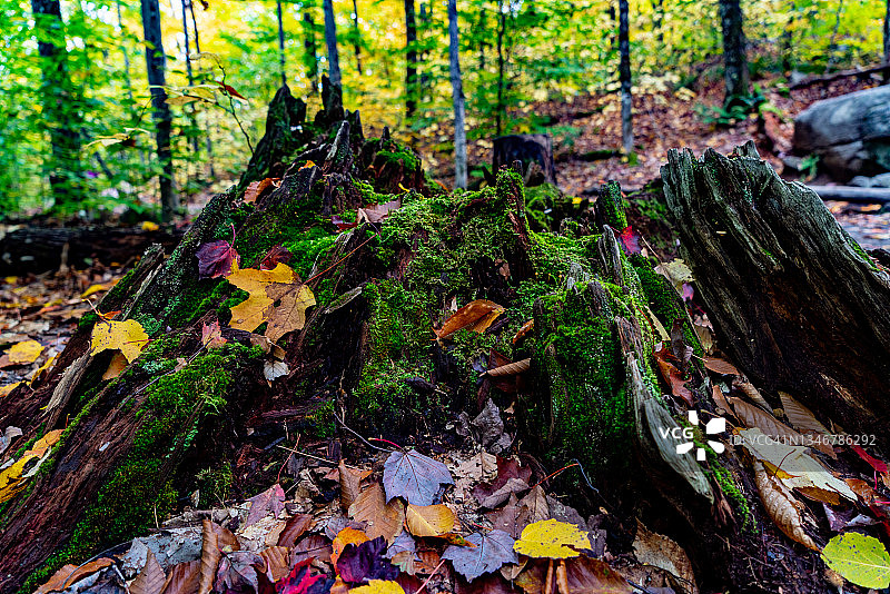 加拿大安大略省，阿尔冈昆省公园，秋景小径上的秋色图片素材